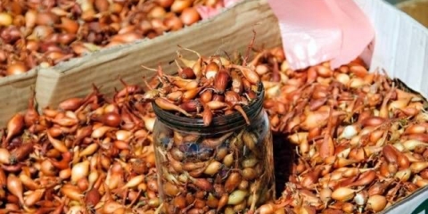 Kada saditi zimski luk prema lunarnom kalendaru